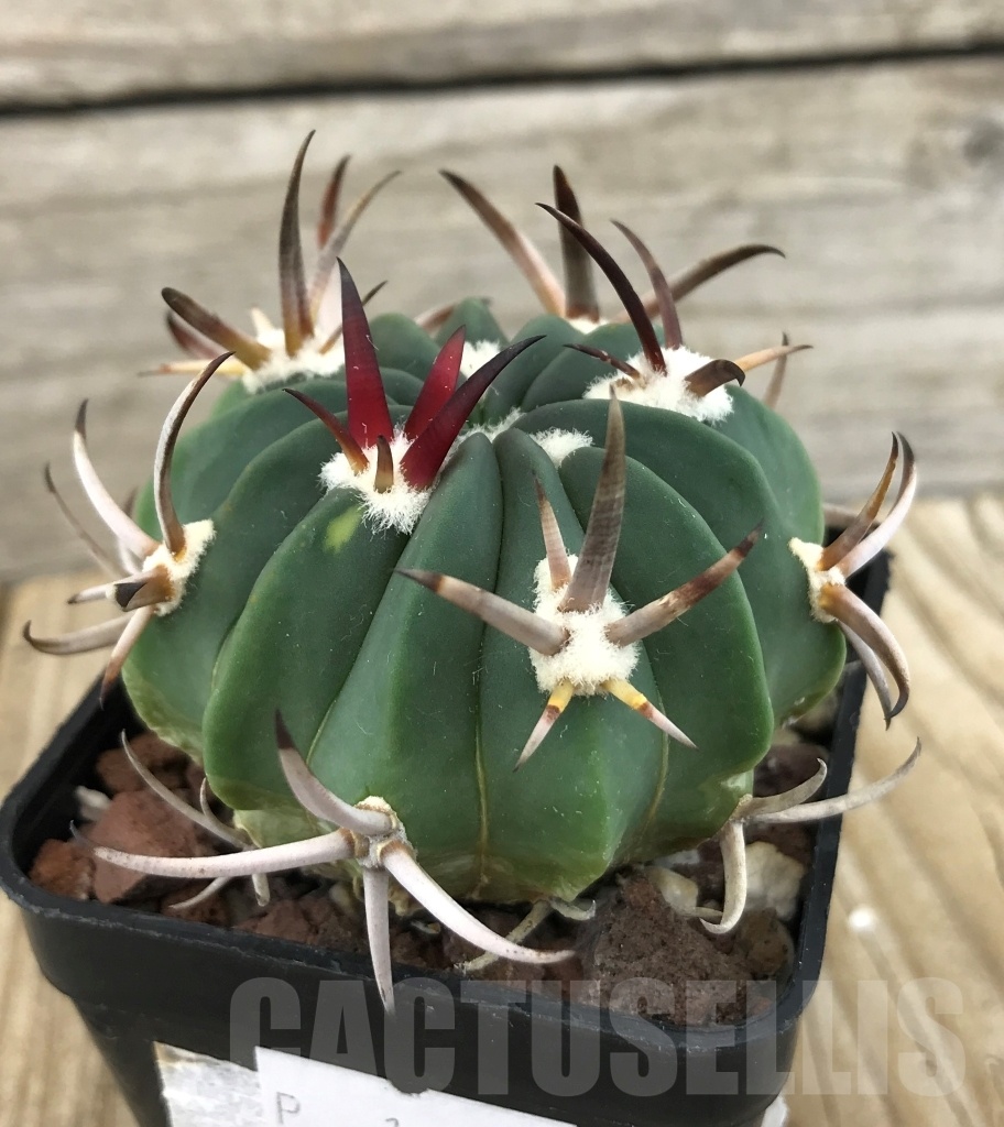 SHPR10105 Echinofossulocactus coptonogonus