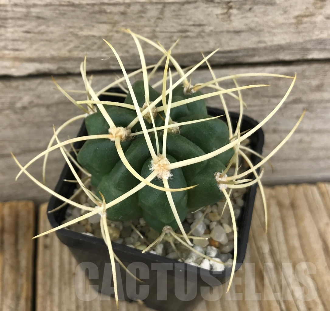 SHPR10107 Gymnocalycium monvillei var. steineri JPR1091260 - immagine 2