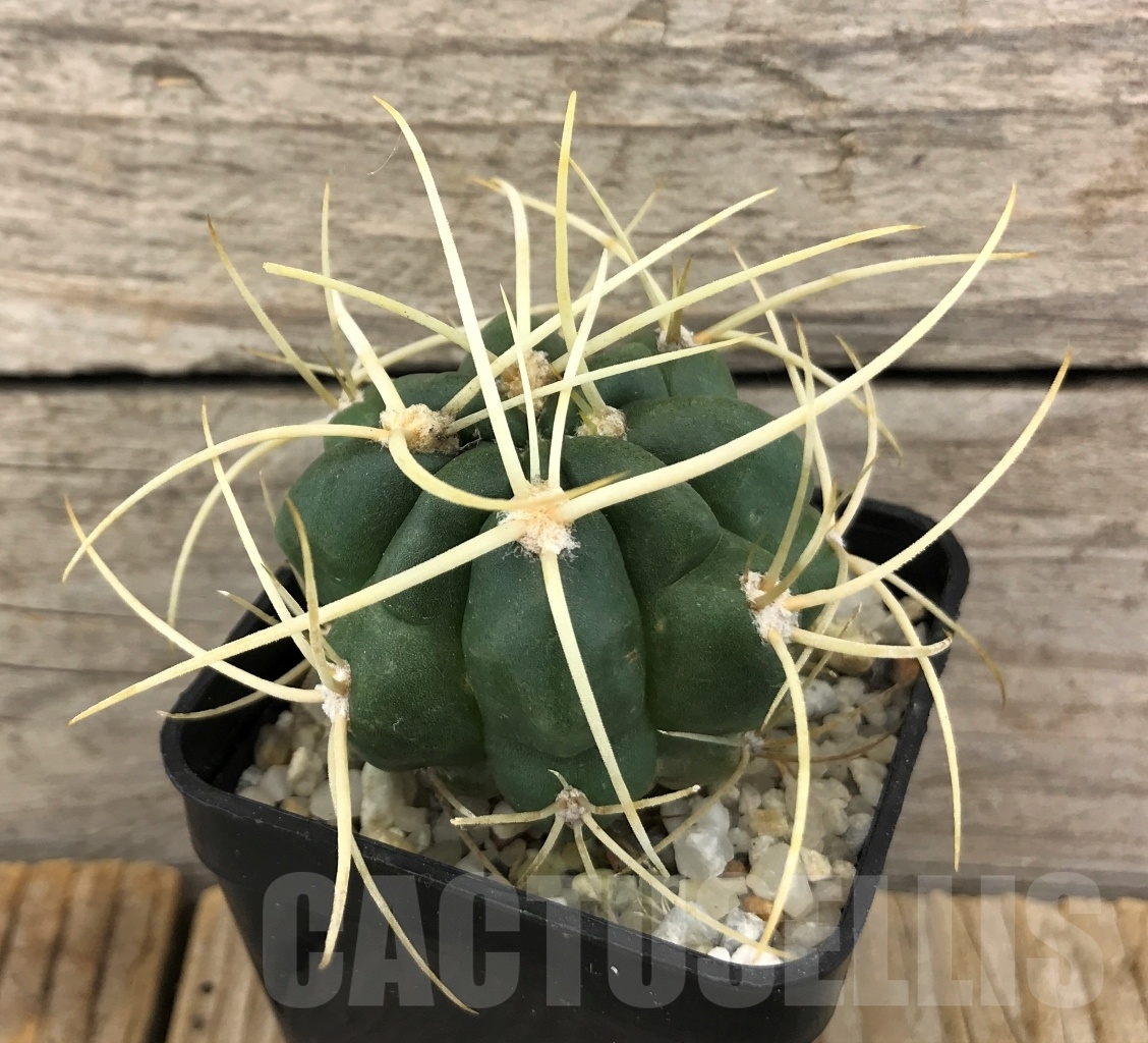 SHPR10107 Gymnocalycium monvillei var. steineri JPR1091260