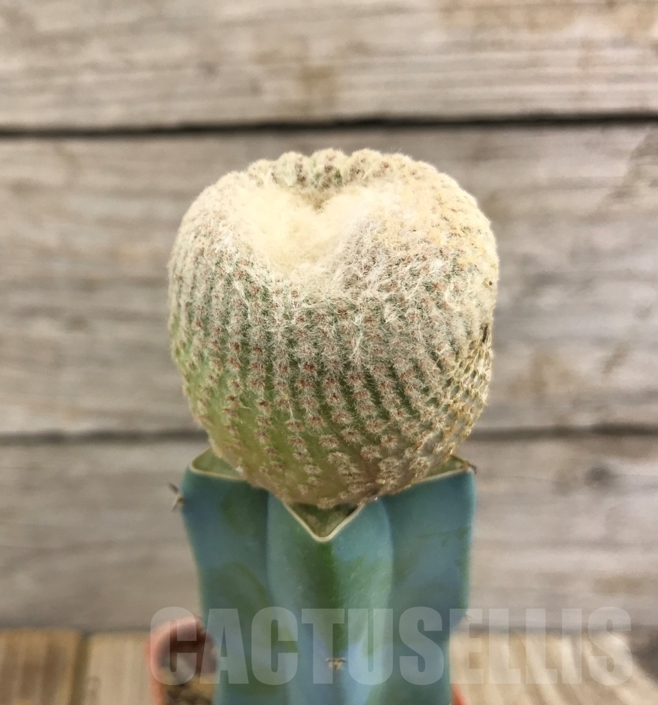 SHPR10109 Yavia cryptocarpa - Obrázek 2