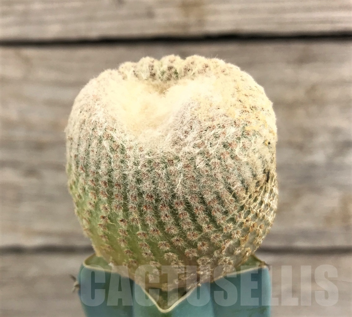 SHPR10109 Yavia cryptocarpa