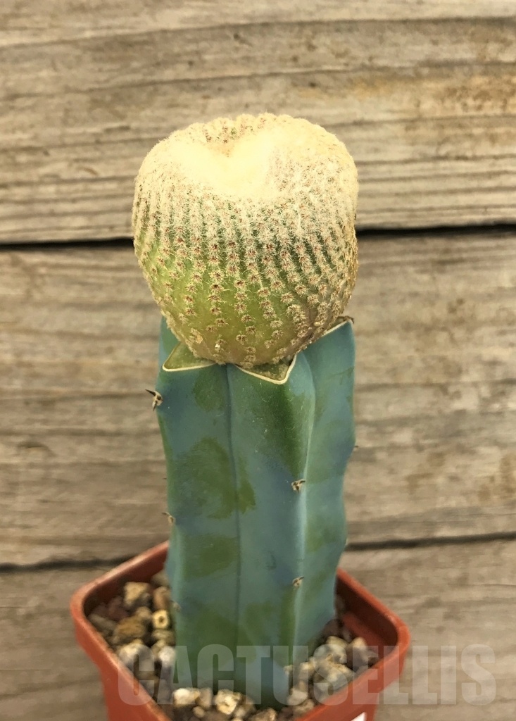 SHPR10109 Yavia cryptocarpa - Obrázek 3