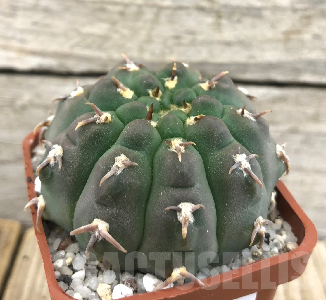 SHPR10110 Gymnocalycium vatteri var. unguispinum - Image 2