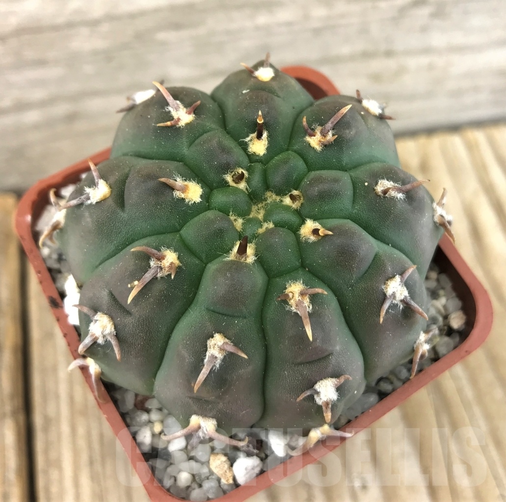 SHPR10110 Gymnocalycium vatteri var. unguispinum