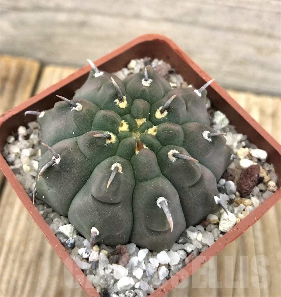 SHPR10113 Gymnocalycium vatteri var. unguispinum - Image 2