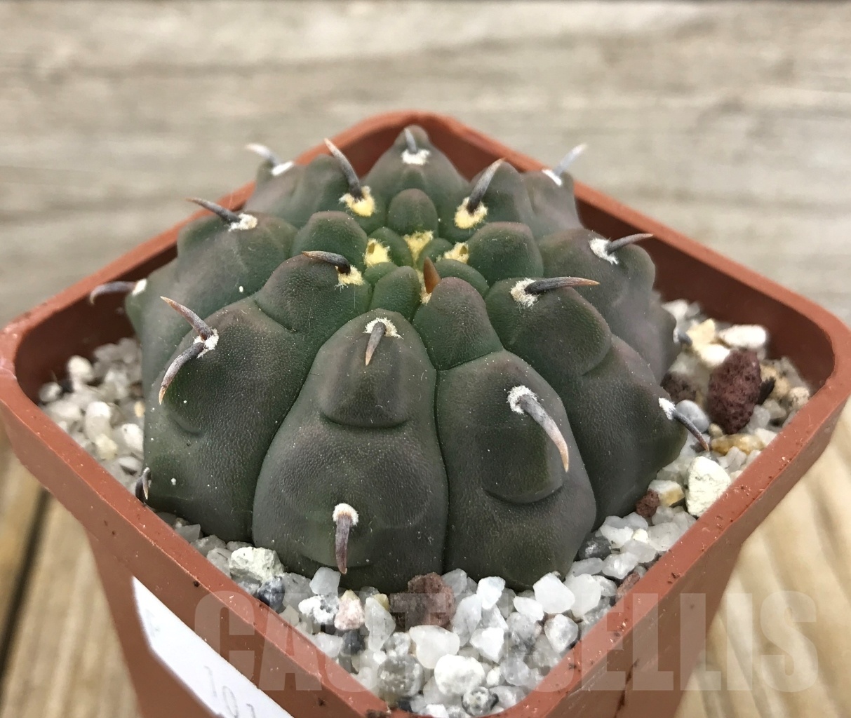 SHPR10113 Gymnocalycium vatteri var. unguispinum