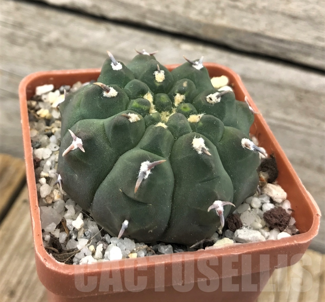 SHPR10114 Gymnocalycium vatteri var. unguispinum - Image 2
