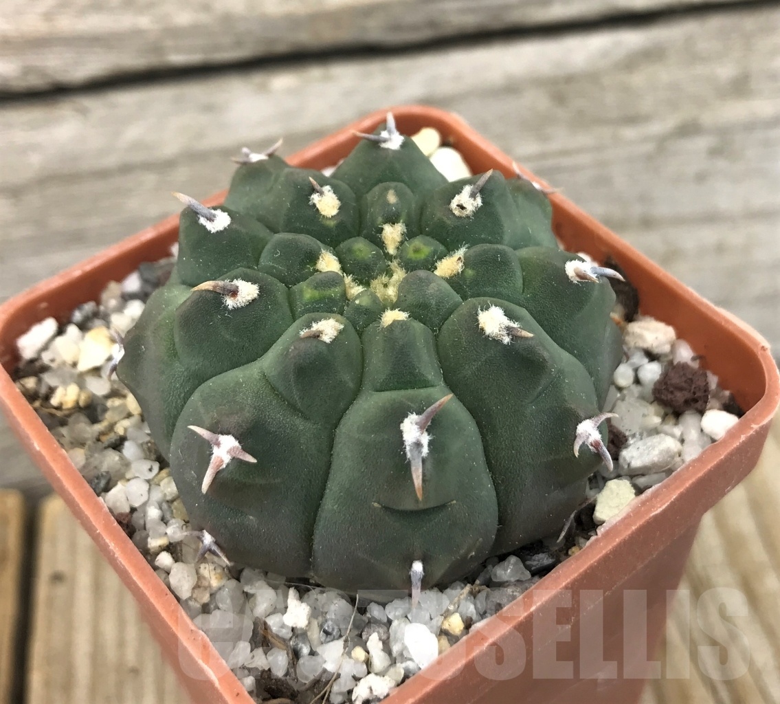 SHPR10114 Gymnocalycium vatteri var. unguispinum
