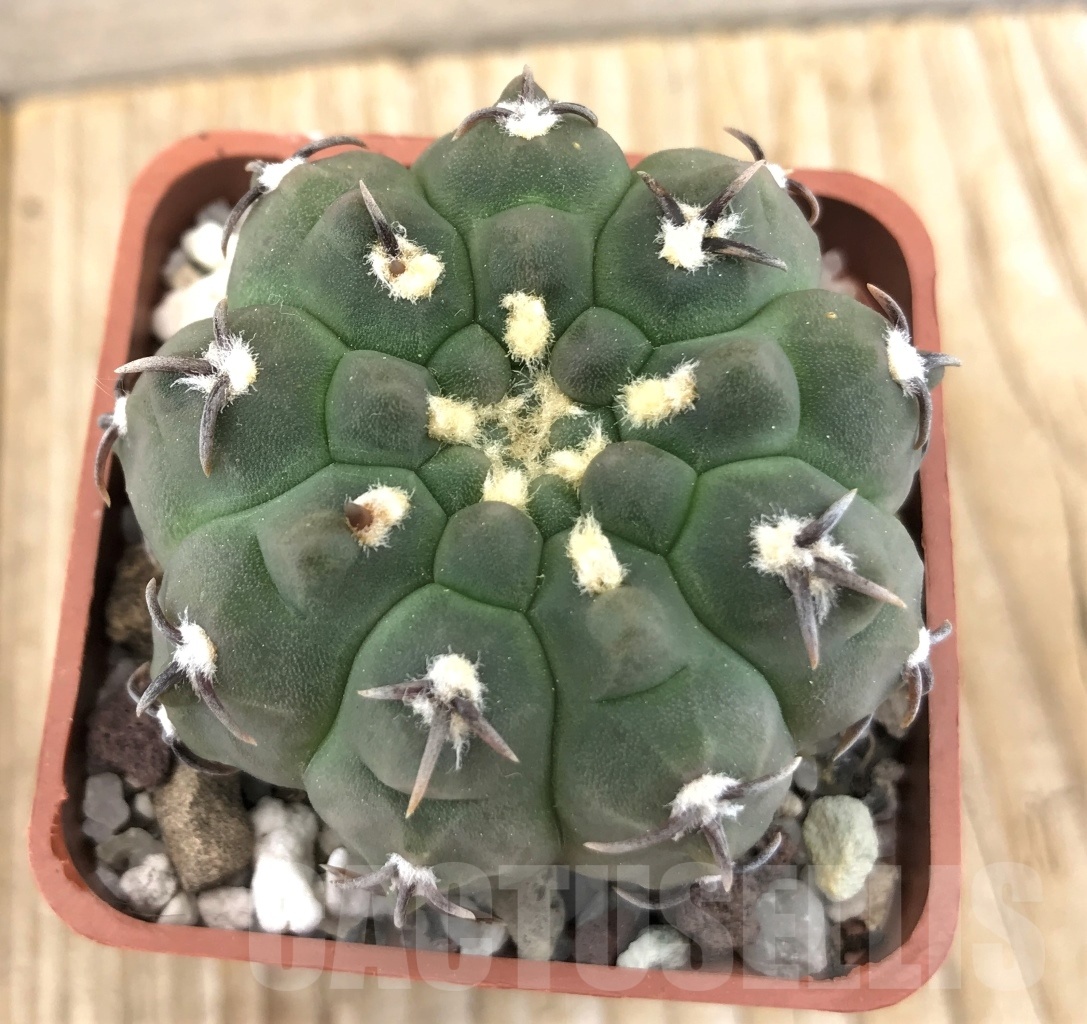 SHPR10116 Gymnocalycium vatteri var. unguispinum