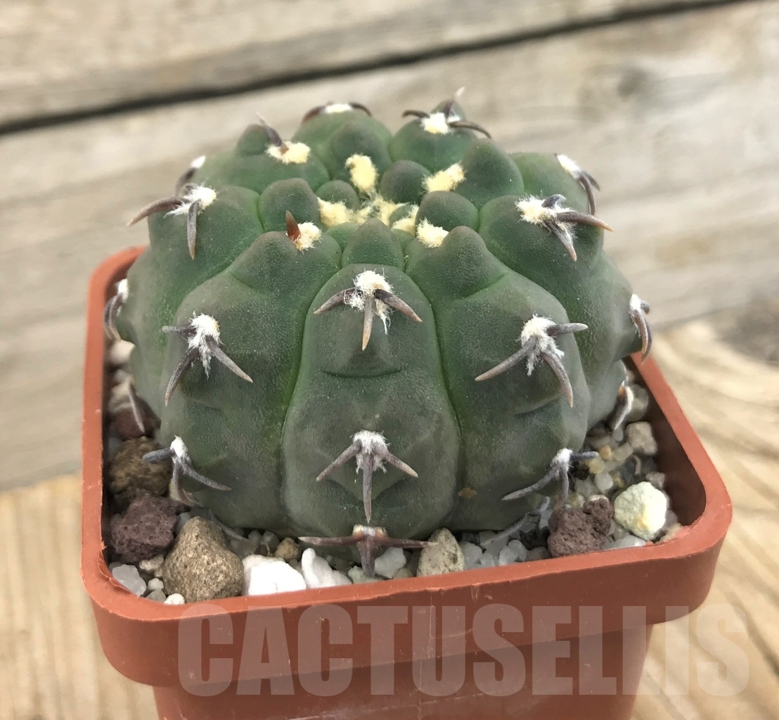 SHPR10116 Gymnocalycium vatteri var. unguispinum - Image 2