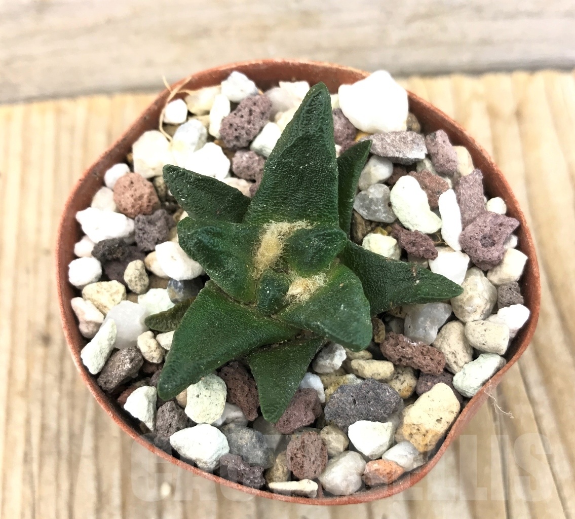 SHPR10104 Ariocarpus scapharostrus var. robustus