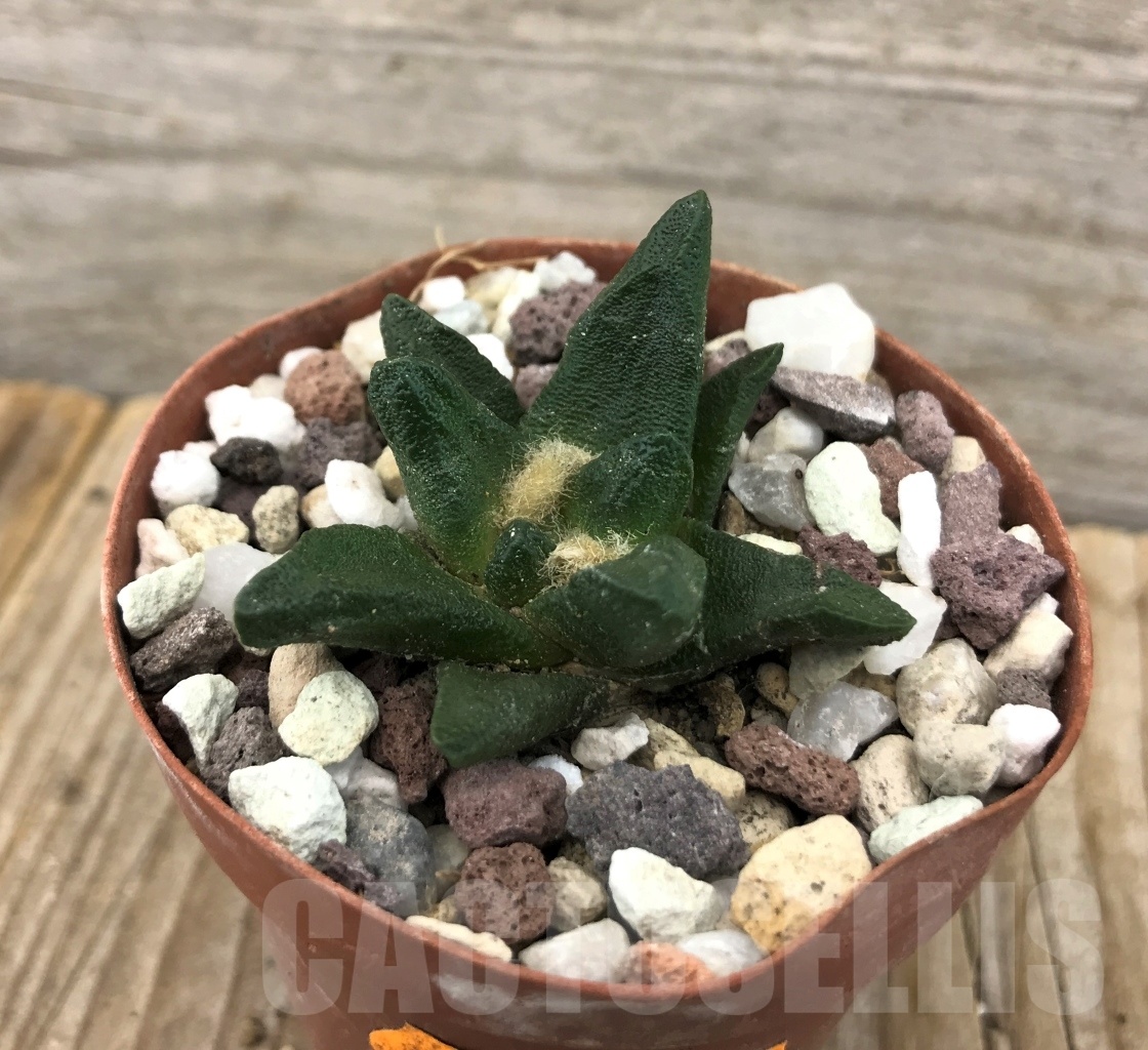 SHPR10104 Ariocarpus scapharostrus var. robustus - 画像 (2)