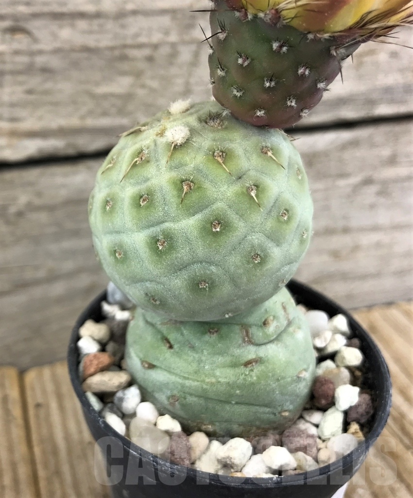 SHPR10120 Tephrocactus geometricus