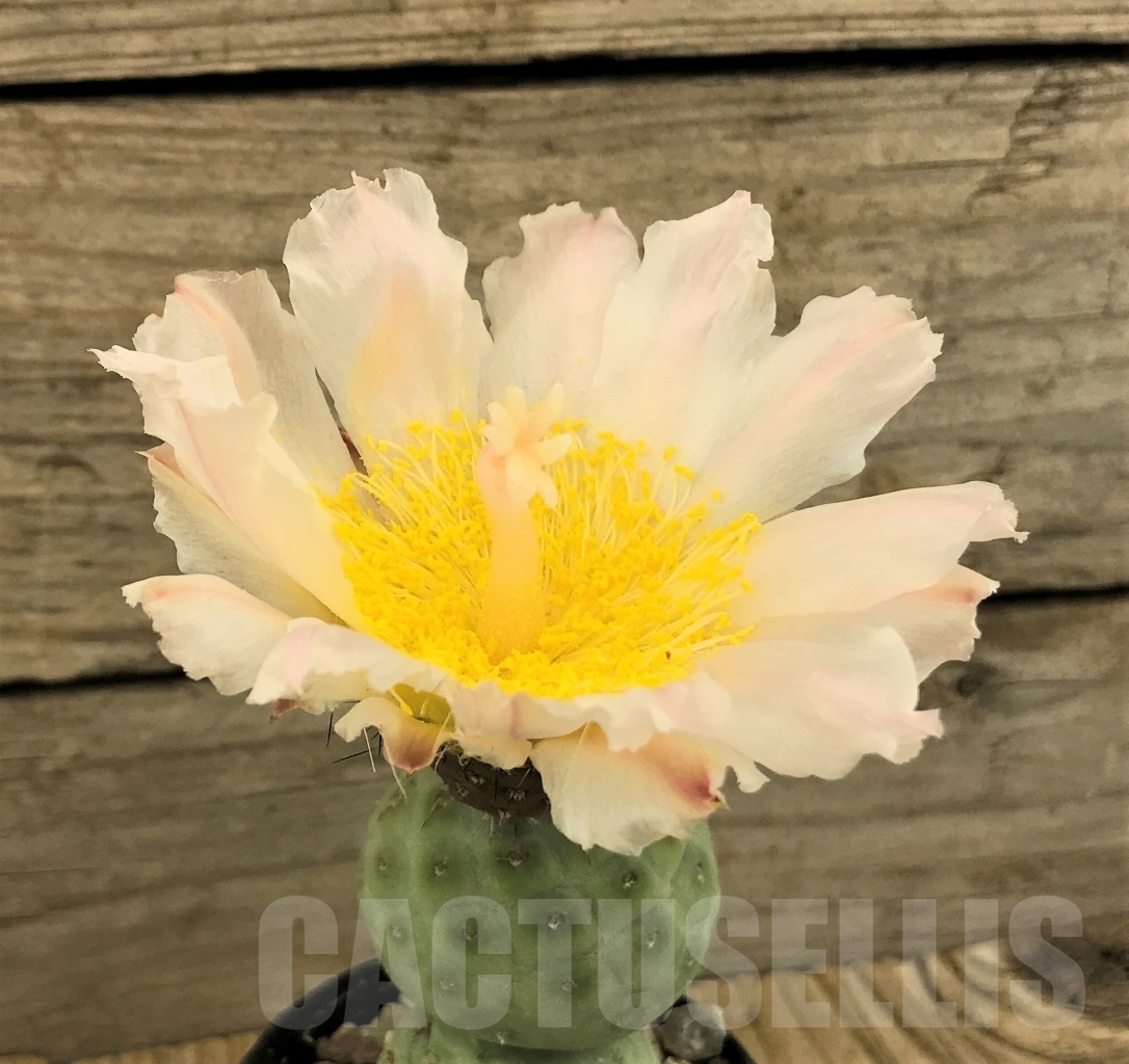 SHPR10120 Tephrocactus geometricus - Image 2