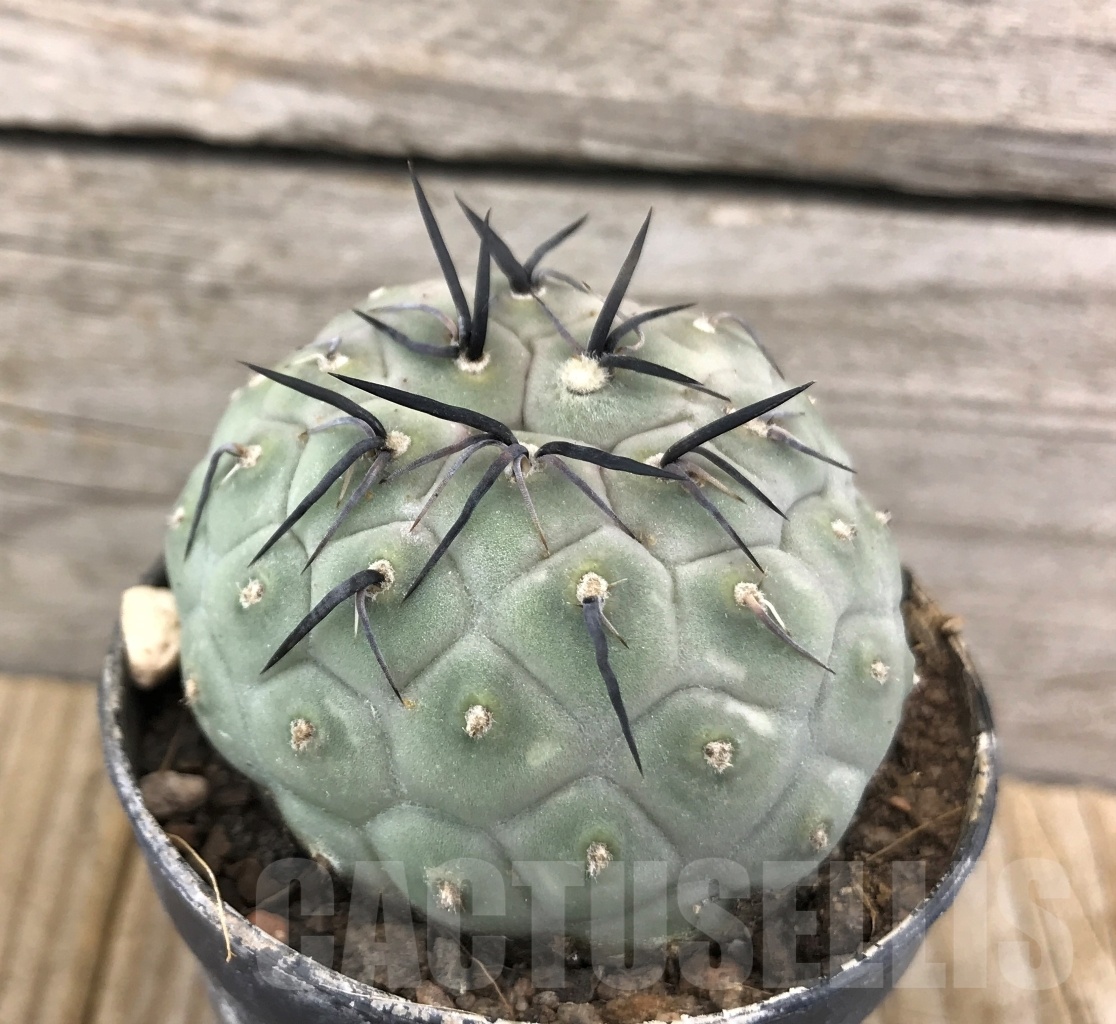 SHPR10121 Tephrocactus geometricus