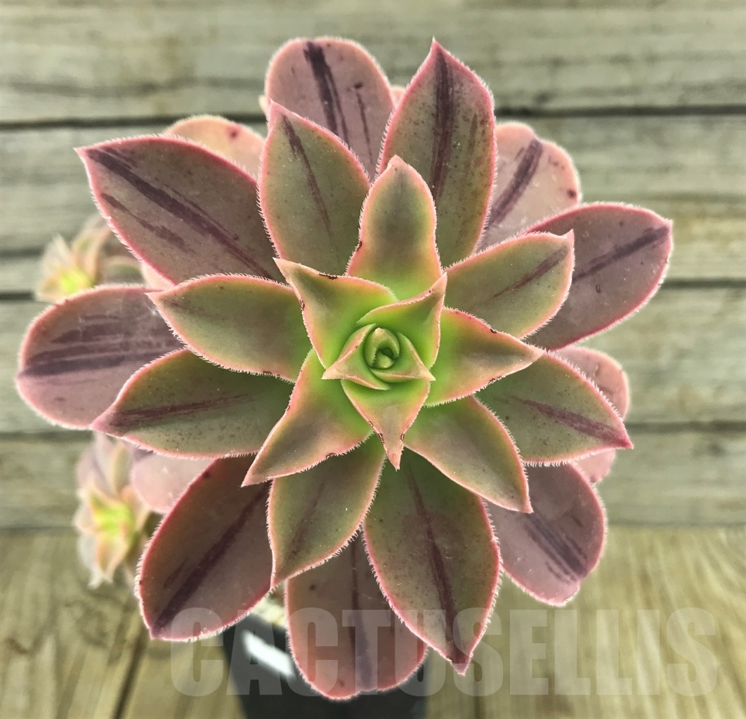 SHPR10125 Aeonium leucoblepharum variegated