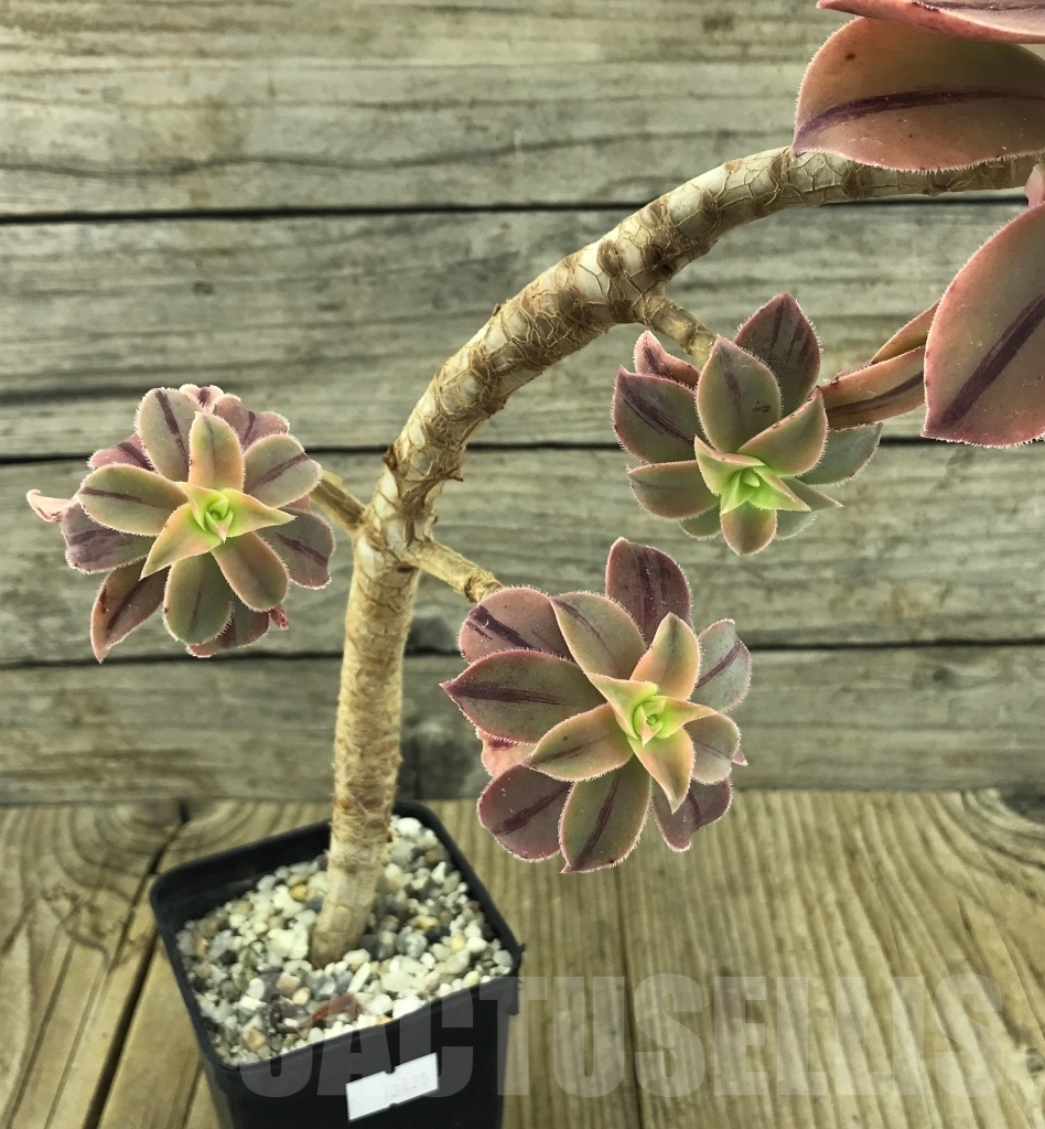 SHPR10125 Aeonium leucoblepharum variegated - Obrázek 2