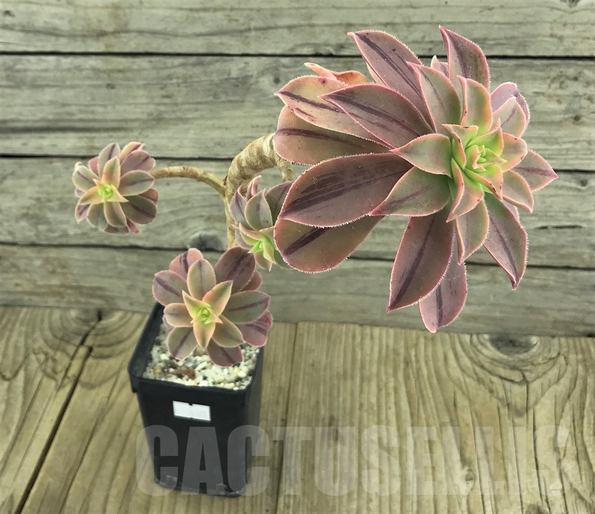 SHPR10125 Aeonium leucoblepharum variegated - Obrázek 3