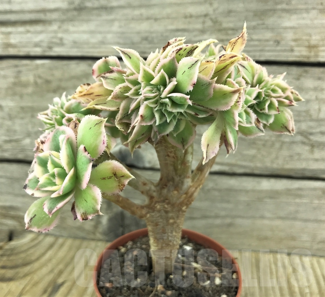 SHPR10130 Aeonium Sunburst cristata - immagine 3
