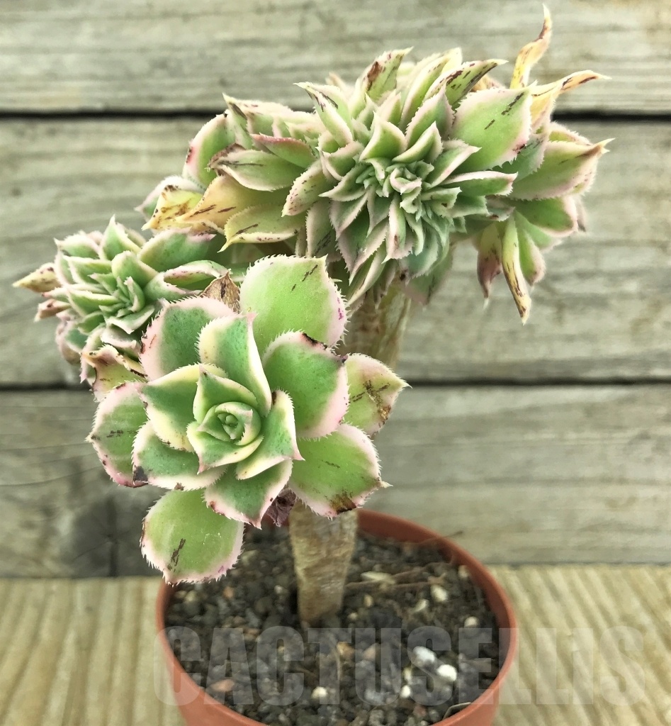 SHPR10130 Aeonium Sunburst cristata