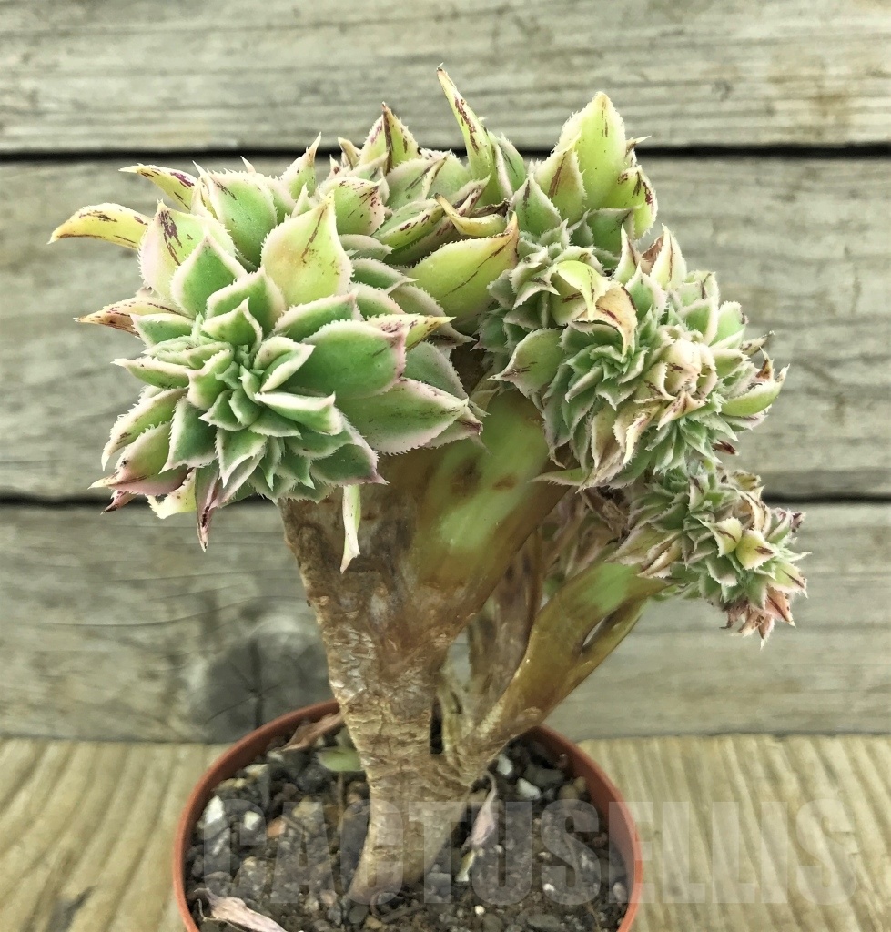 SHPR10130 Aeonium Sunburst cristata - immagine 2