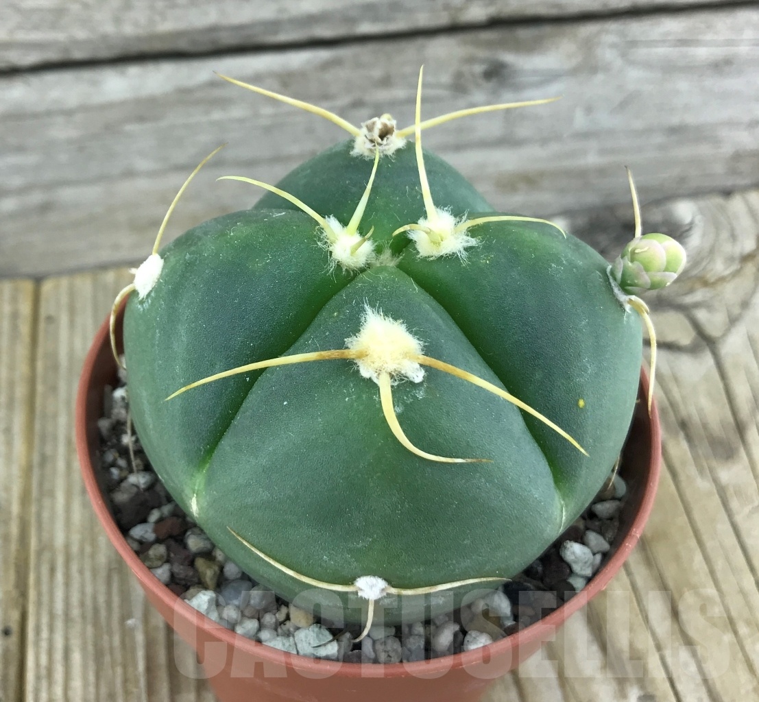 SHPR10131 Gymnocalycium horstii four ribs