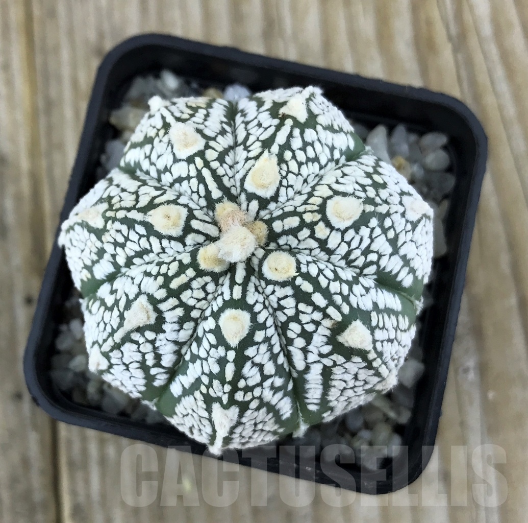 SHPR10135 Astrophytum asterias 'Super Kabuto' hybrid mix