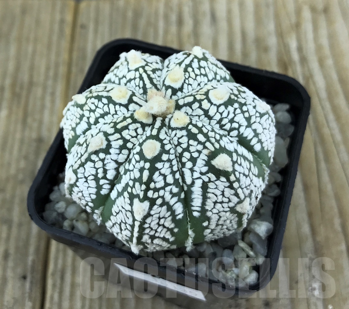 SHPR10135 Astrophytum asterias 'Super Kabuto' hybrid mix - Image 2