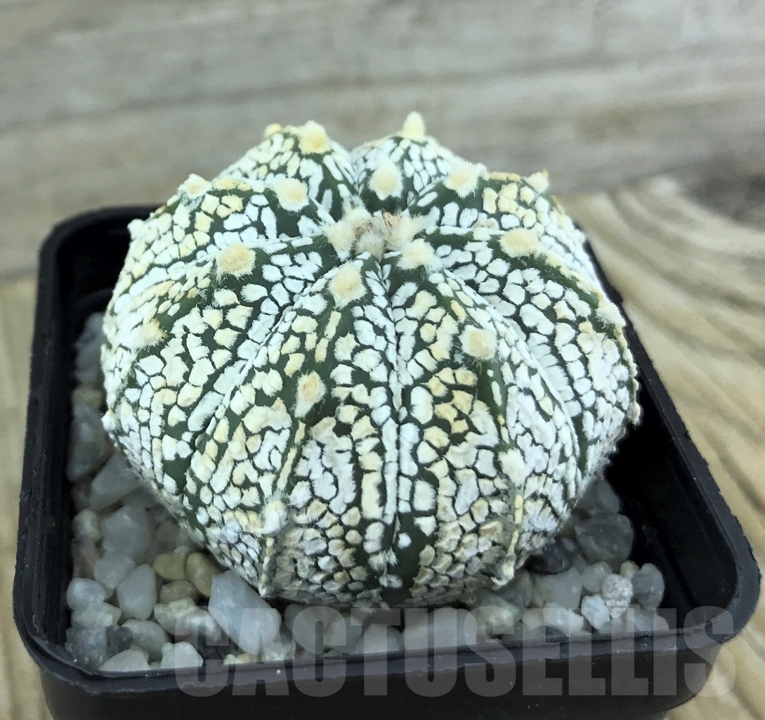 SHPR10136 Astrophytum asterias 'Super Kabuto' hybrid mix - Image 2