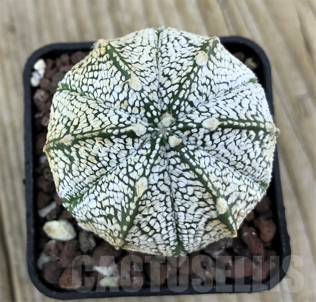 SHPR10137 Astrophytum asterias 'Super Kabuto'