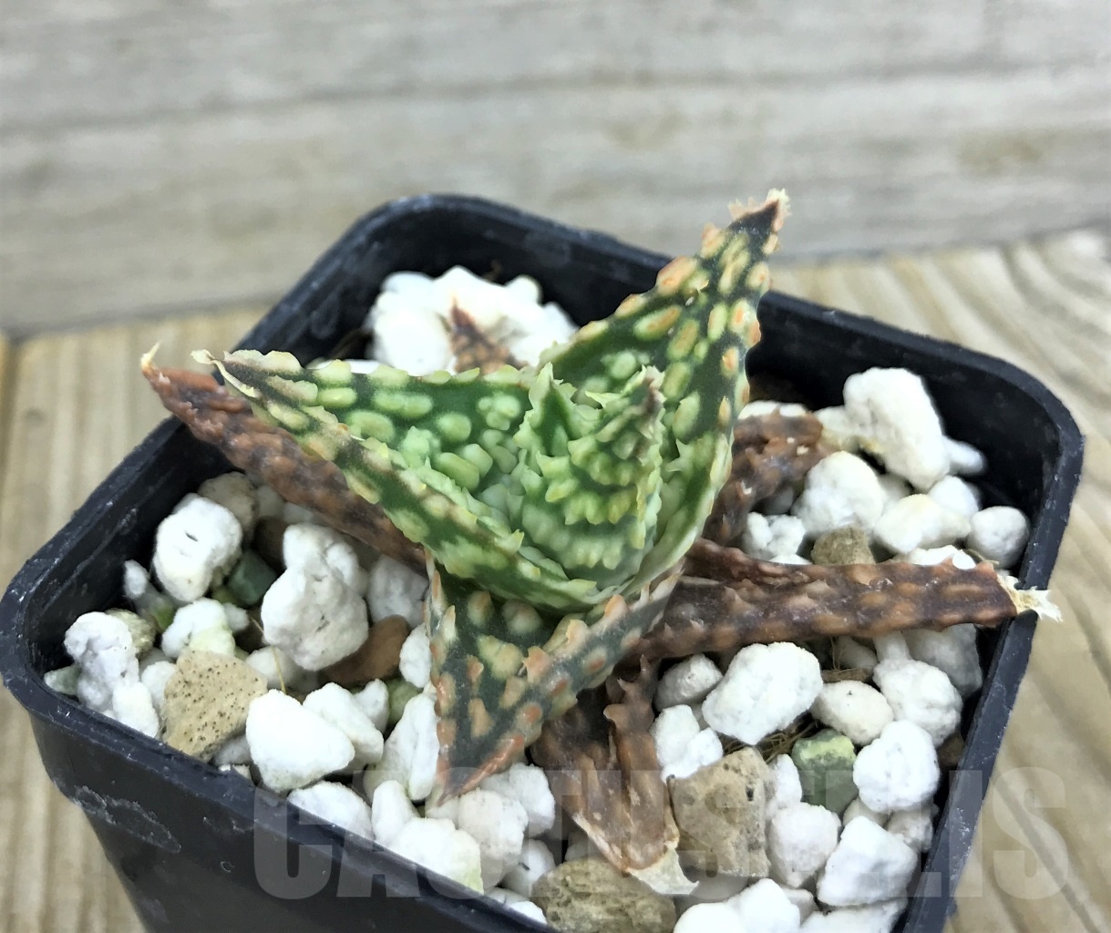 SHPR10147 Aloe hybrid