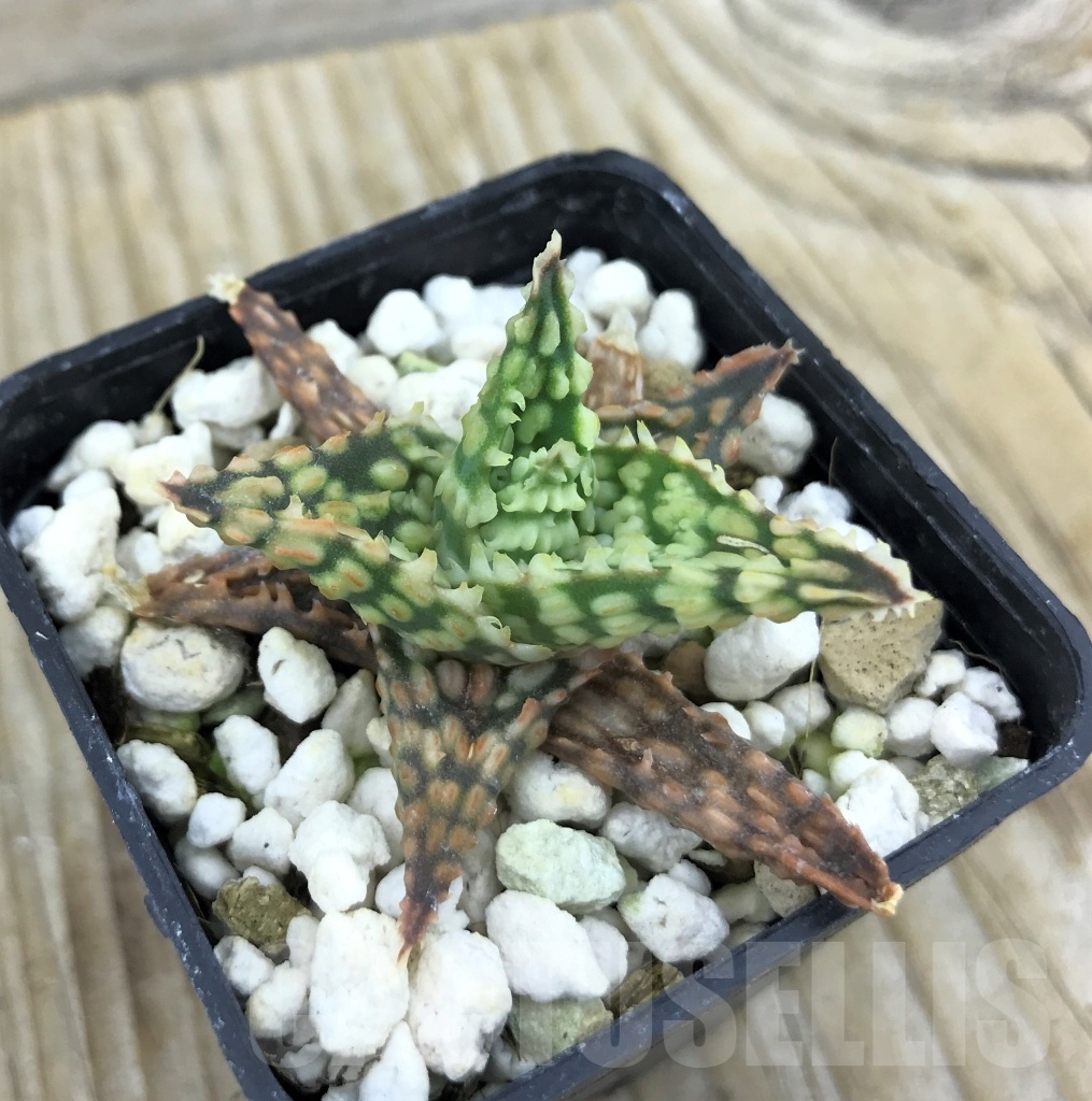 SHPR10147 Aloe hybrid - immagine 2