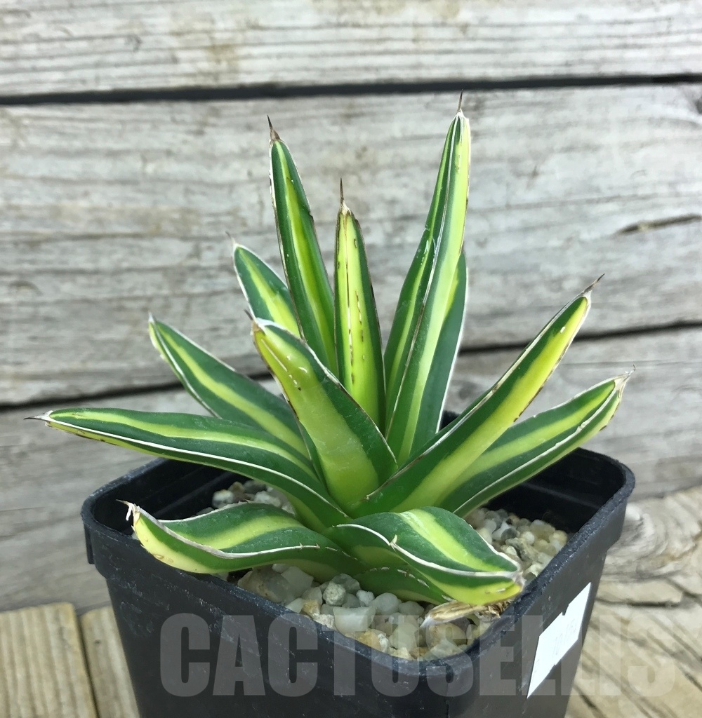 SHPR10154 Agave victoriae-reginae 'Giant'