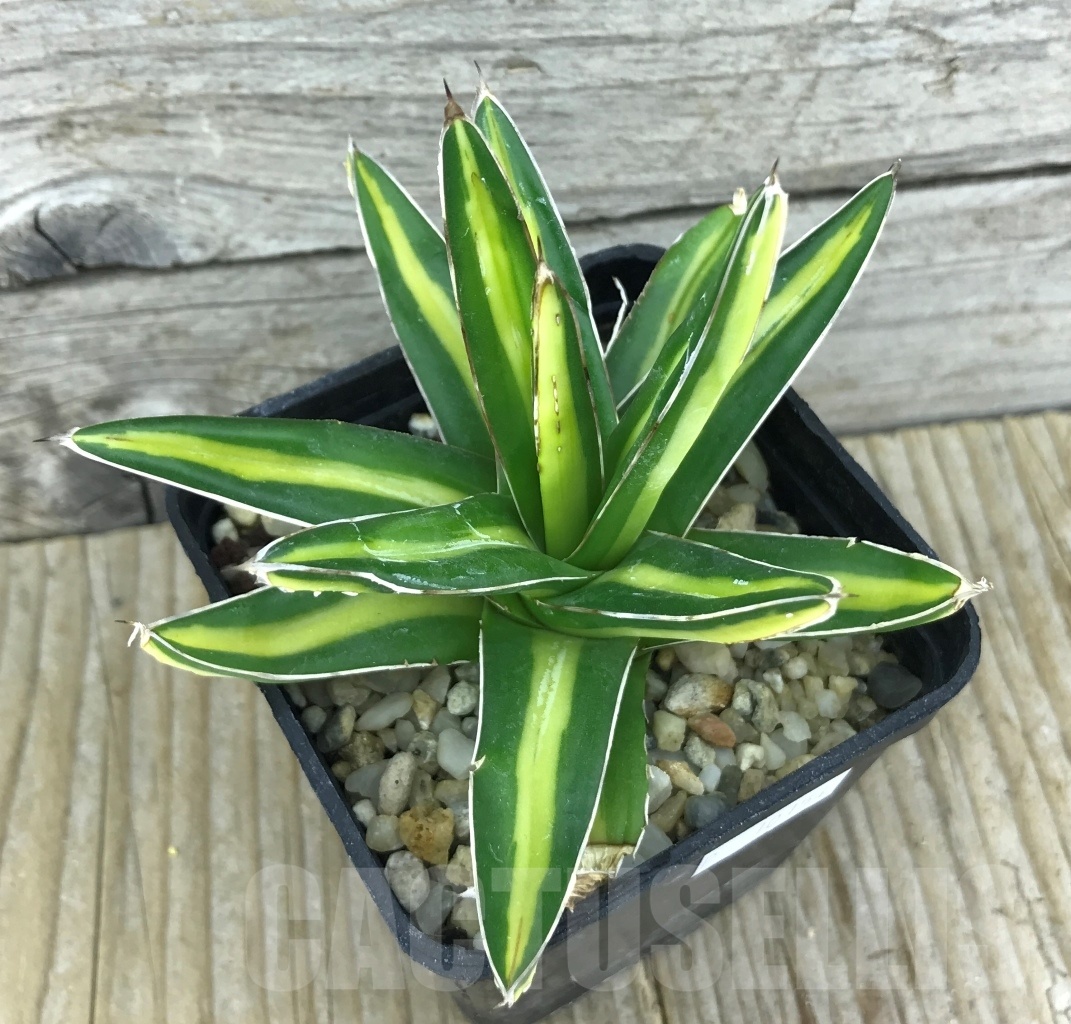 SHPR10154 Agave victoriae-reginae 'Giant' - Image 2