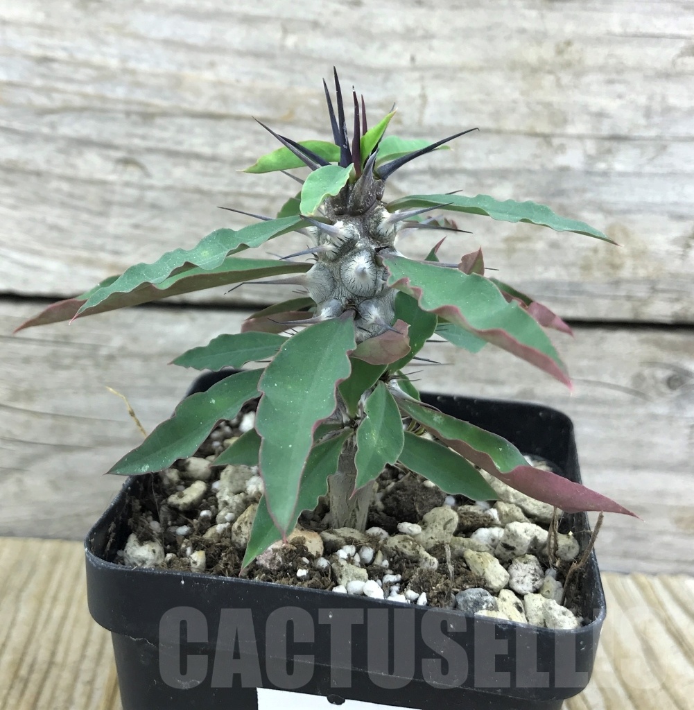 SHPR10156 Euphorbia gigantea