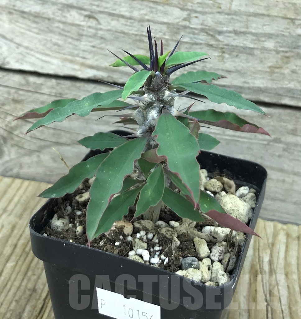 SHPR10156 Euphorbia gigantea - Image 2