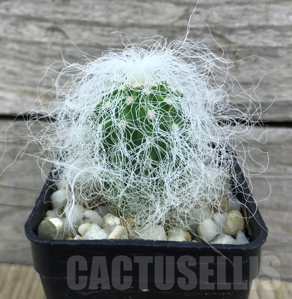 SHPR10158 Cephalocereus senilis - Obrázek 2