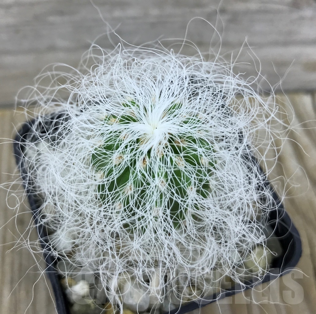 SHPR10158 Cephalocereus senilis