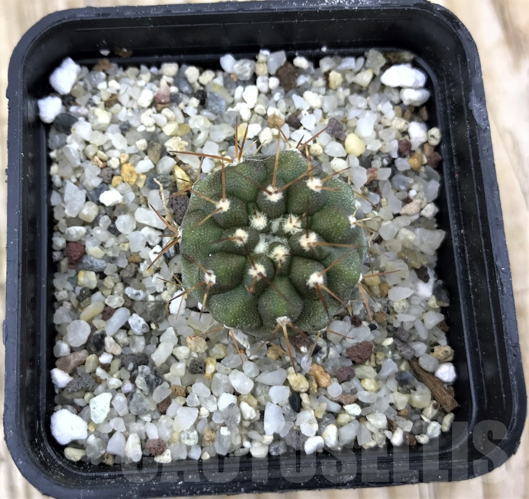 SHPR10162 Copiapoa cinerea v. columna-alba - Imagen 2