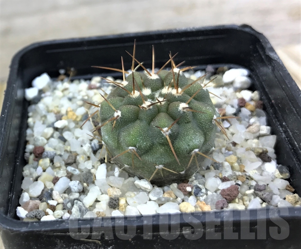 SHPR10162 Copiapoa cinerea v. columna-alba