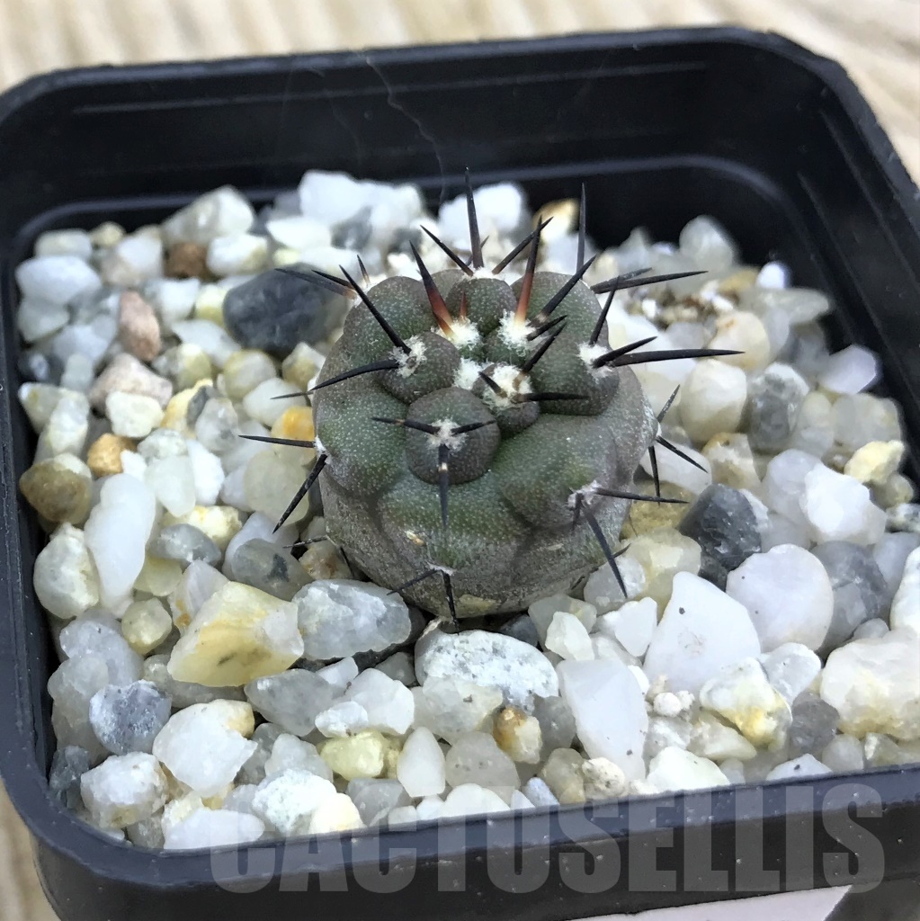 SHPR10163 Copiapoa cinerea -Taltal- PHA 2645