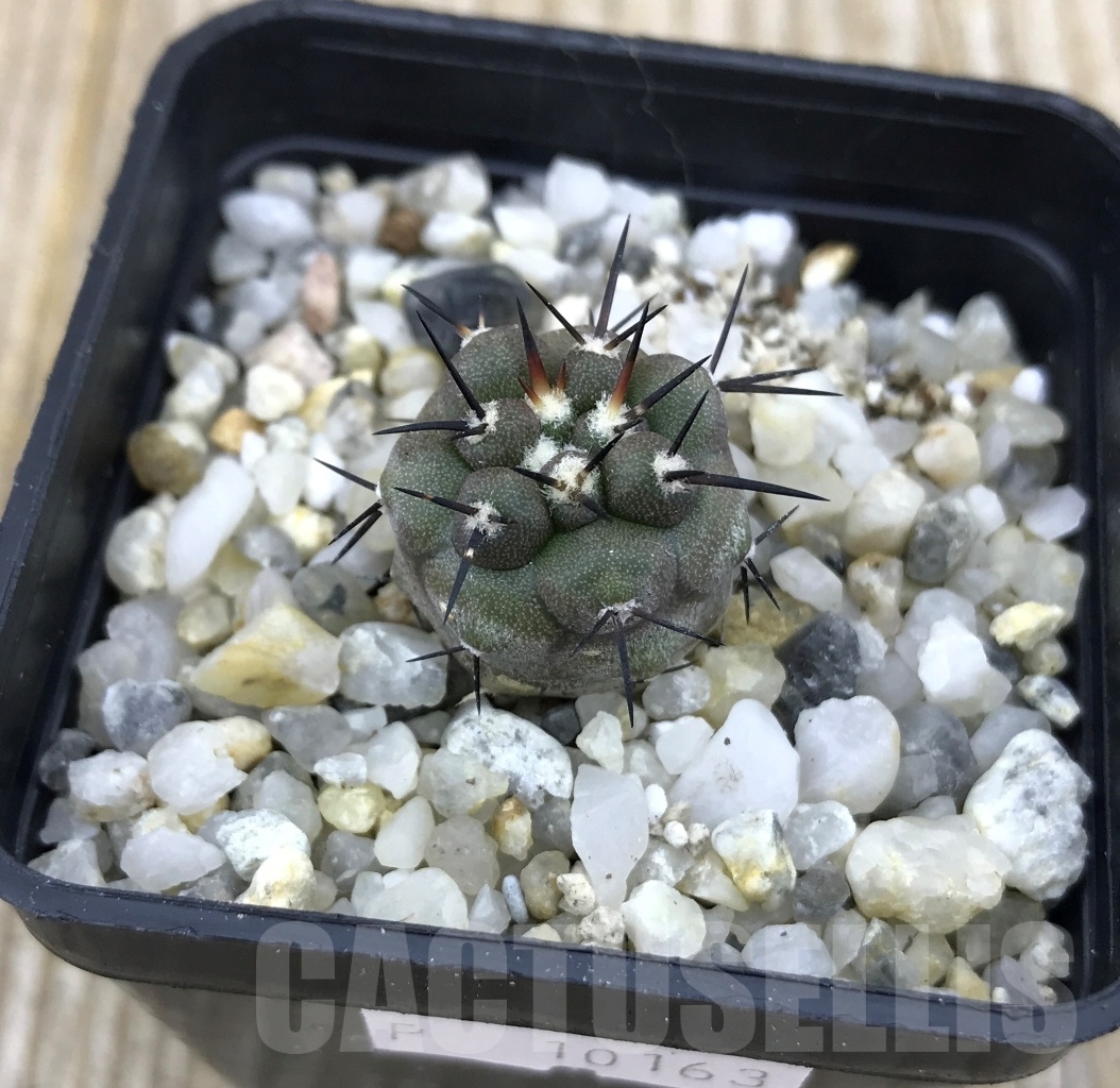 SHPR10163 Copiapoa cinerea -Taltal- PHA 2645 - Imagen 2