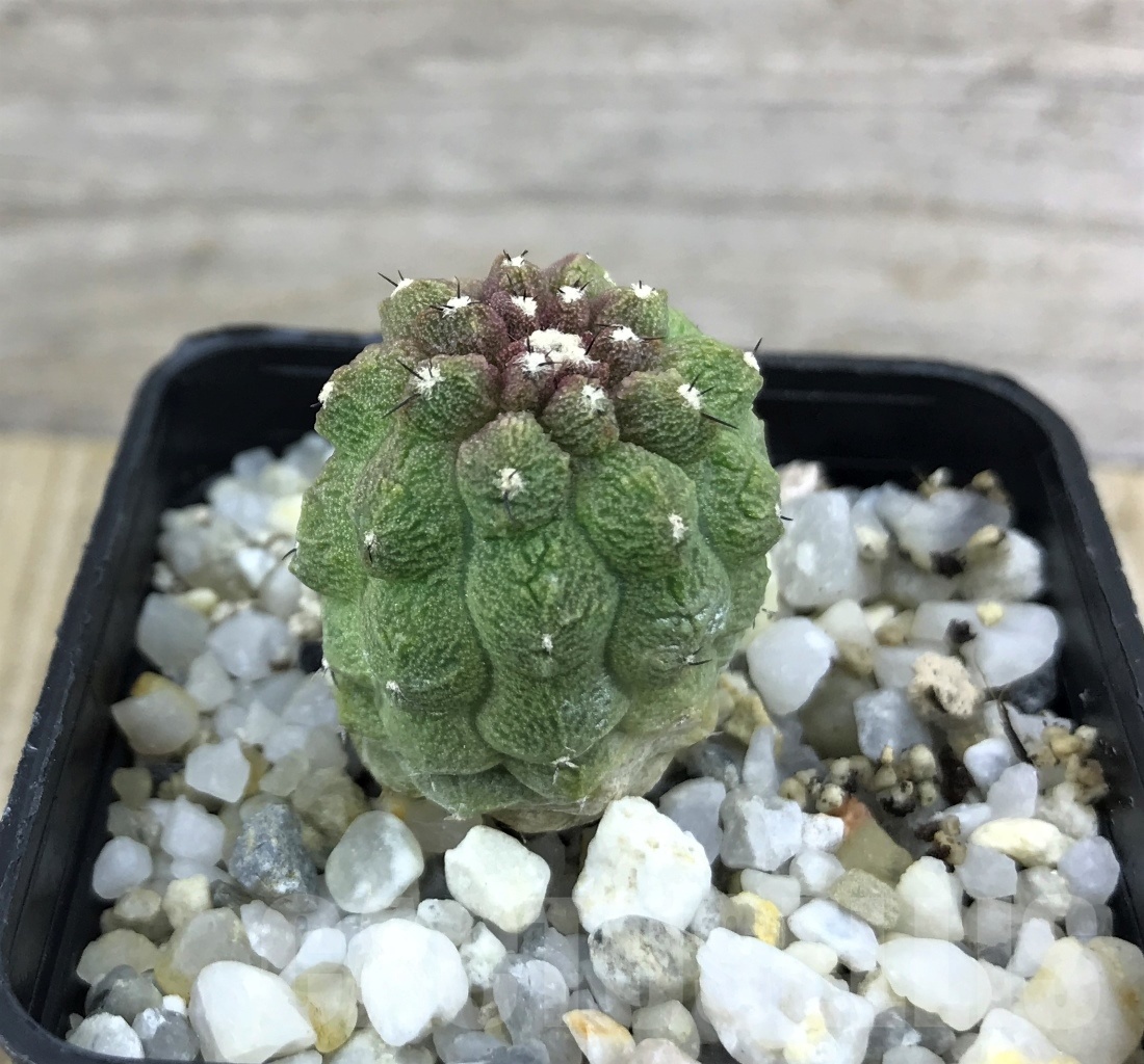 SHPR10166 Copiapoa hypogaea cv. Lizard Skin - Imagen 2