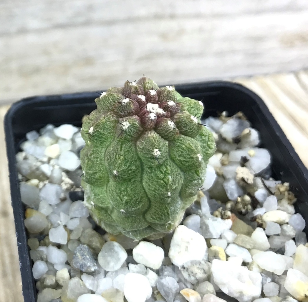 SHPR10166 Copiapoa hypogaea cv. Lizard Skin