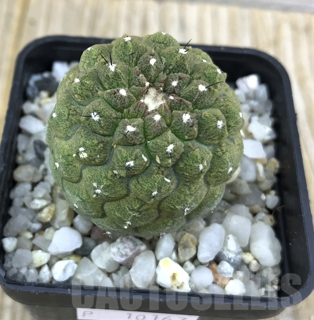 SHPR10167 Copiapoa hypogaea cv. Lizard Skin