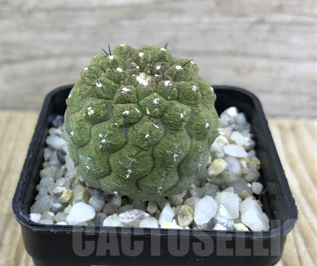 SHPR10167 Copiapoa hypogaea cv. Lizard Skin - Imagen 2
