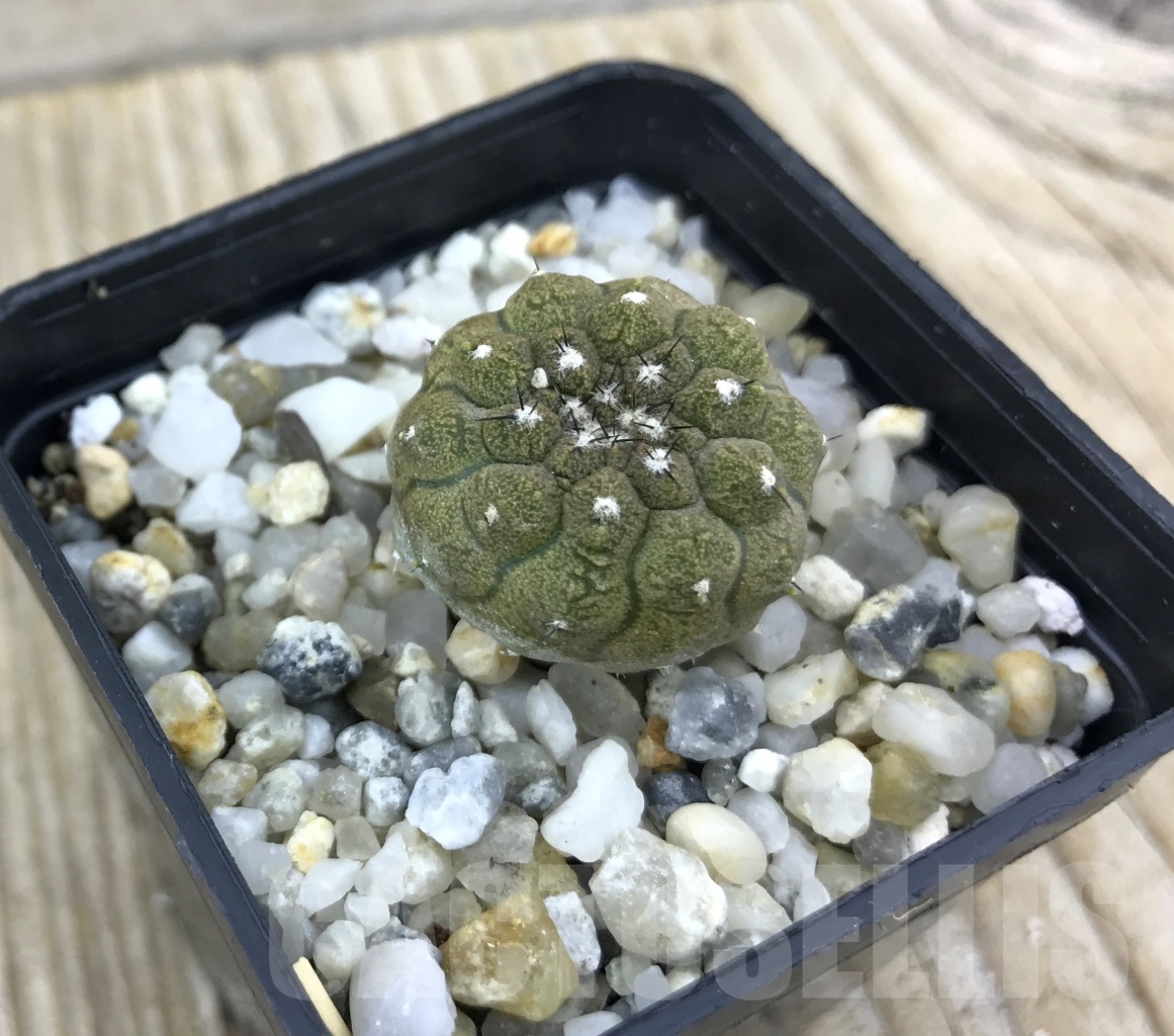SHPR10168 Copiapoa hypogaea cv. Lizard Skin