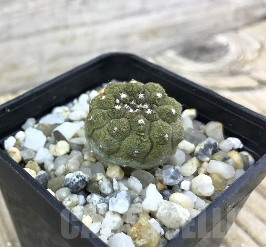 SHPR10168 Copiapoa hypogaea cv. Lizard Skin - Image 2