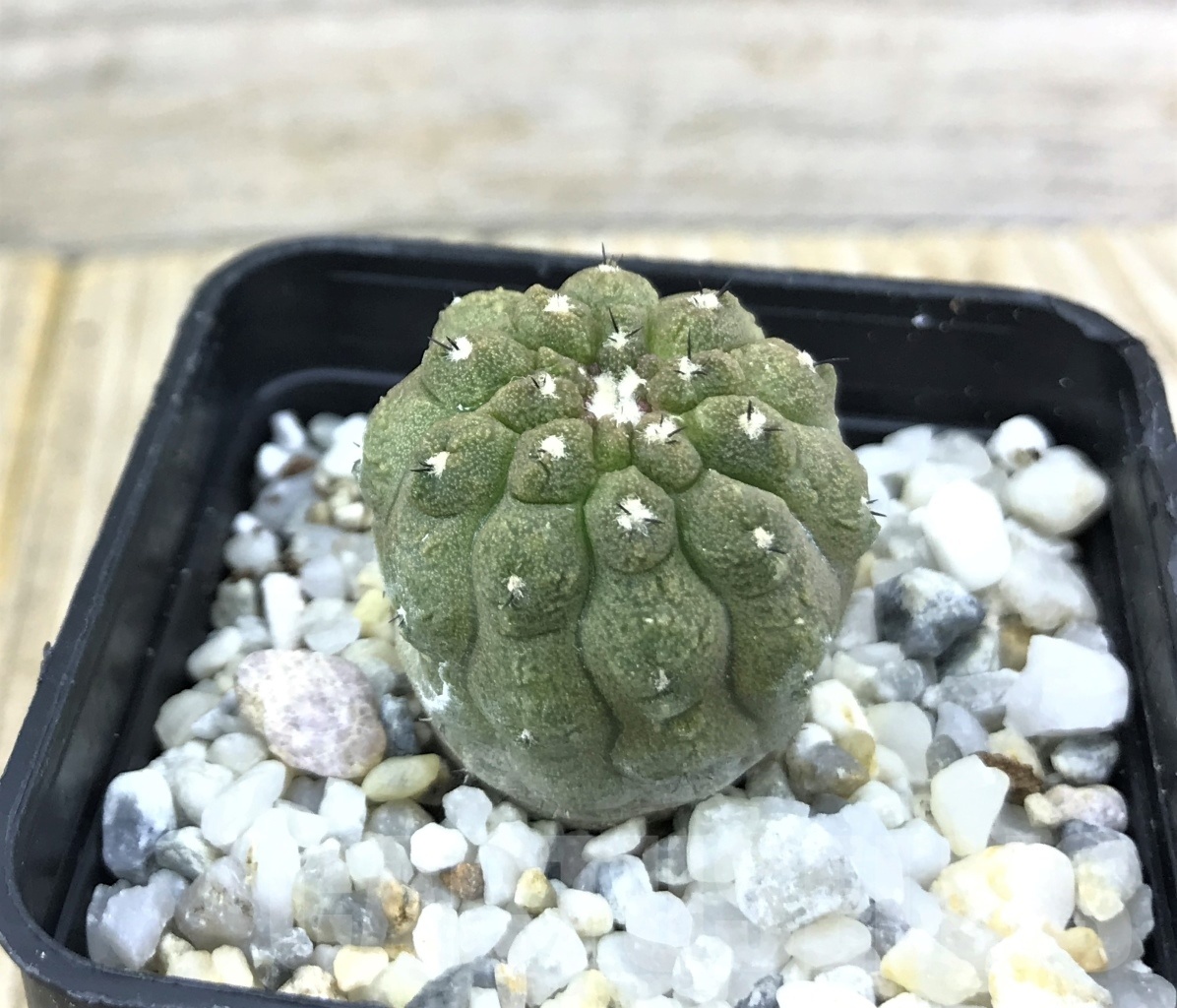 SHPR10169 Copiapoa hypogaea cv. Lizard Skin
