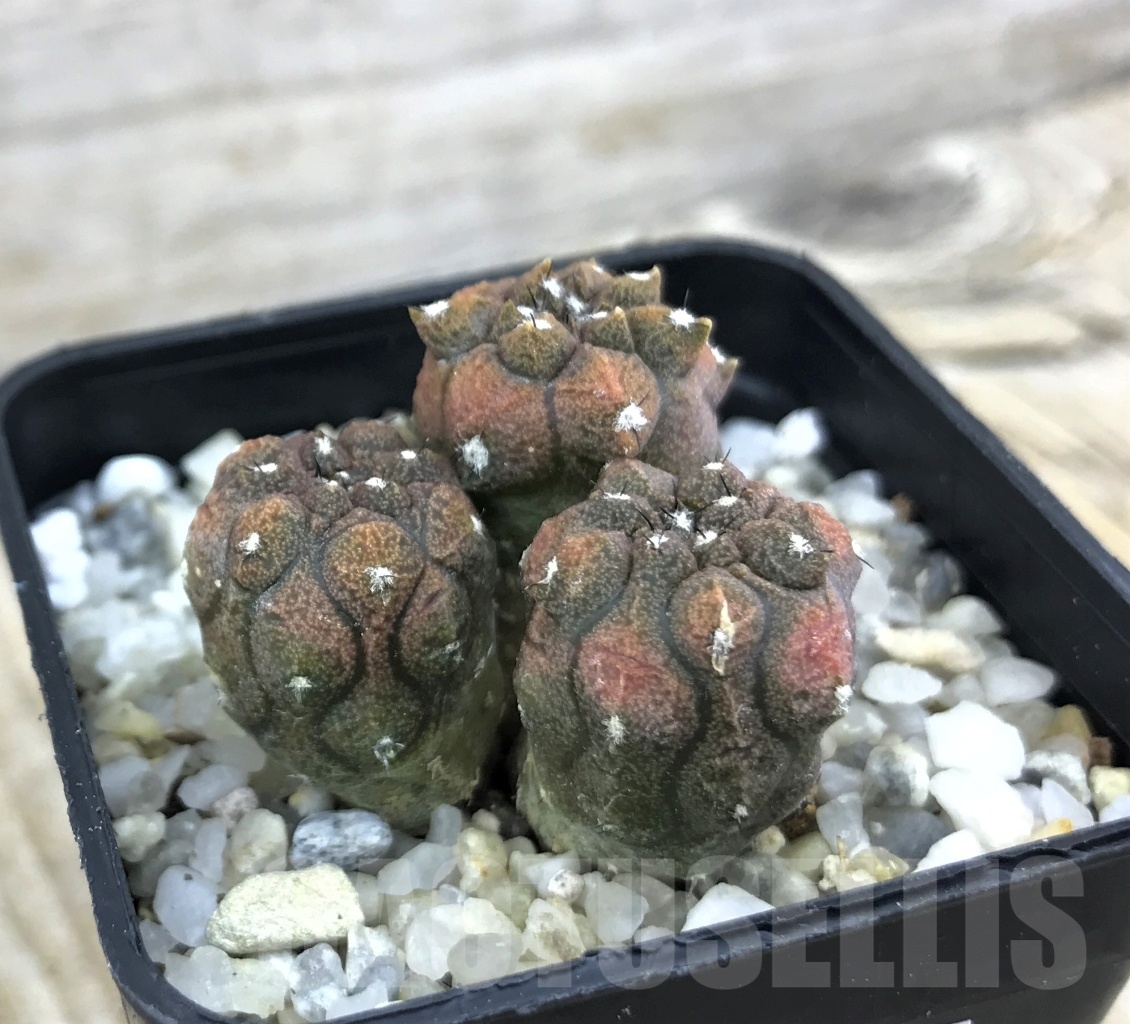 SHPR10170 Copiapoa hypogaea cv. Lizard Skin - Image 2